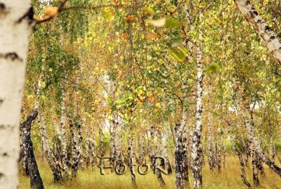 Осень, альбом Природа Тулуна и нашего региона