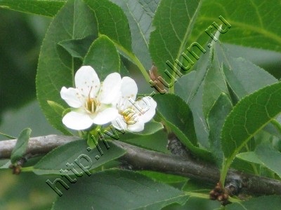 Цветок вишни Сентябрь 2009, альбом Природа Тулуна и нашего региона