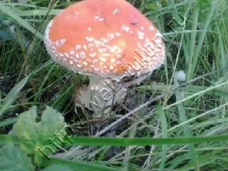 20160826175049.jpg