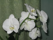 Любимая орхидея - одна ветка - весна 2015 